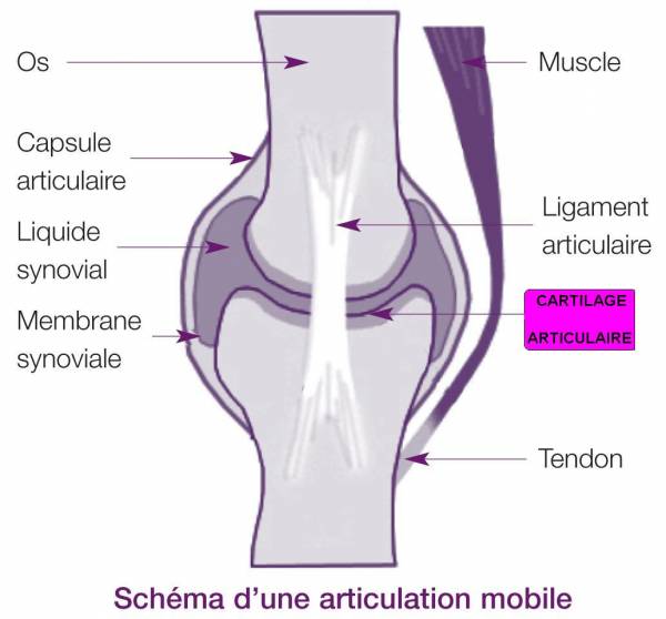 1202991263_articulation_mobile_cartilage
